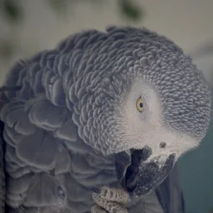Vogelzubehör - z.B. Papageienkäfige von zooshop-online