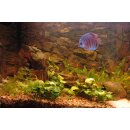 Aquarium 3 D Rückwand Aquariumrückwand Rock 50x30cm bis 200x60cm