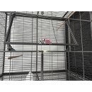 Vogelkäfig Voliere Birdiemaxx 164x54x156cm